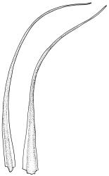 Campylopus pallidus thermophilic growth form, leaves. Drawn from K.W. Allison 2529, CHR 544548.
 Image: R.C. Wagstaff © Landcare Research 2018 